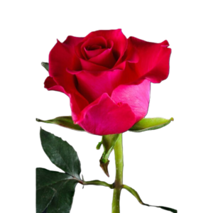 rosa GOTCHA