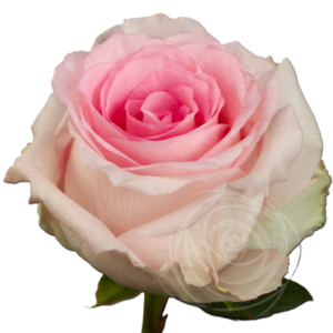 rosa MANDALA