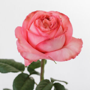 PINK EXPRESSION