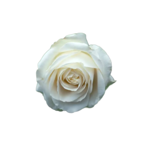 rosa ALBA